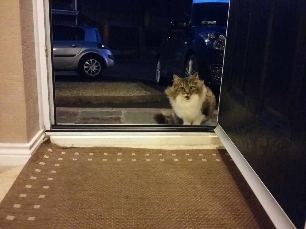 cat pictures