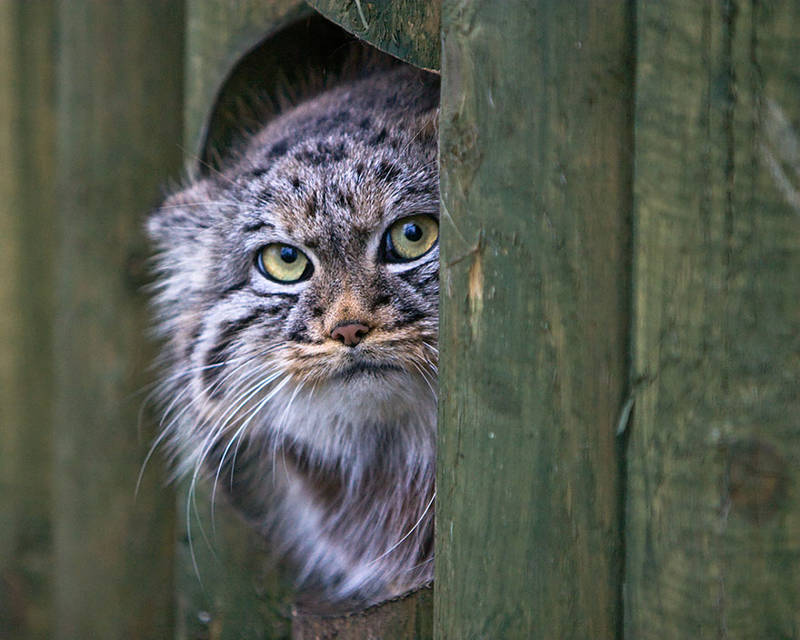 10 Pallas s  cat  expressions  you can use every day