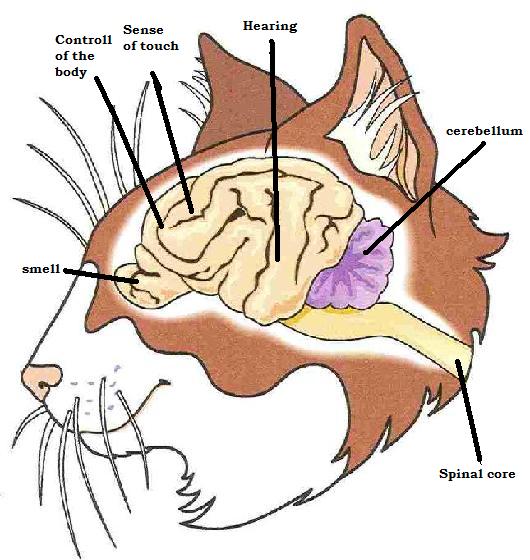 Cat Brains May Be Shrinking