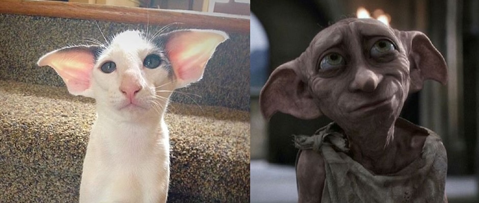 dobby looking cat