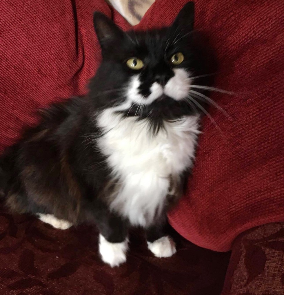 every summer this tuxedo cat goes on the hunt and brings home