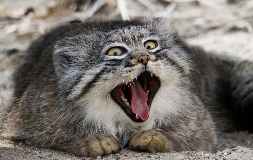 10 Pallas s  cat  expressions  you can use every day