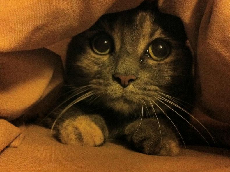 puss n boots face