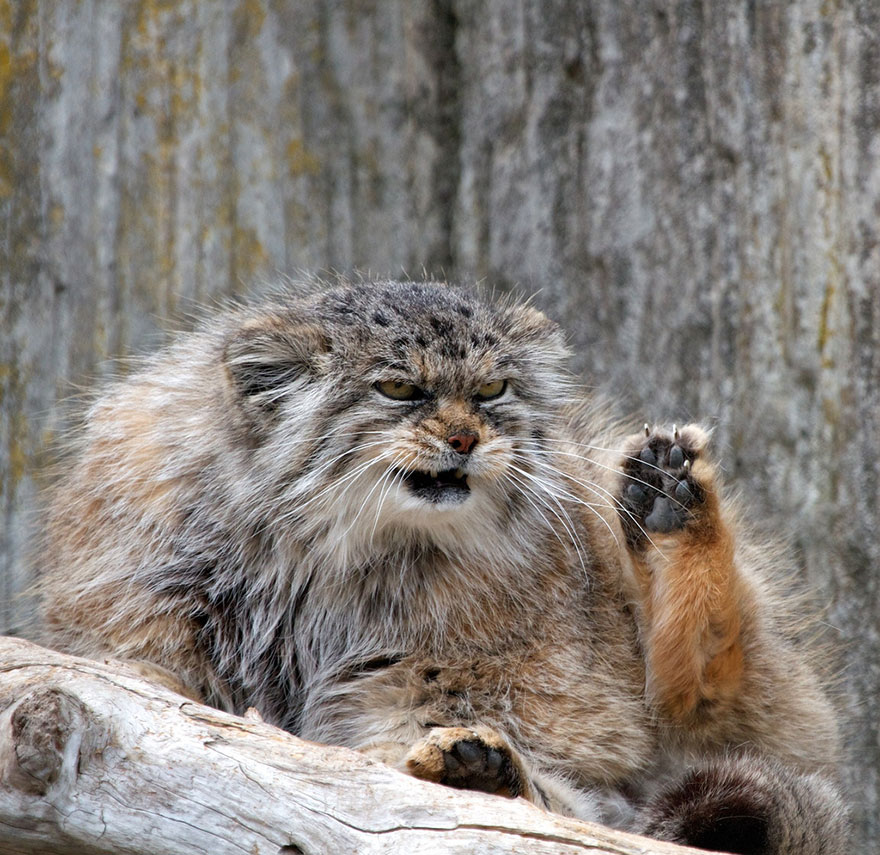 10 Pallas s  cat  expressions  you can use every day