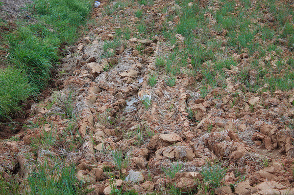 There Is A Cat In This Photo Can You Spot Him