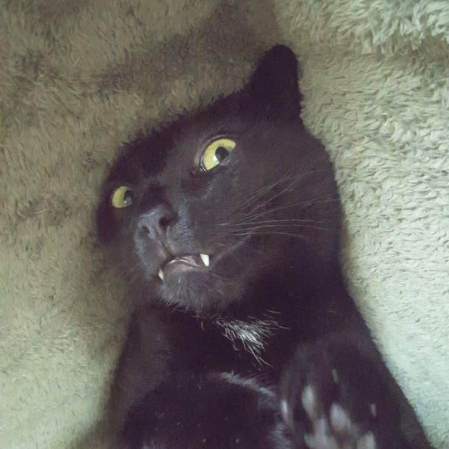 17 cats that look like little vampires