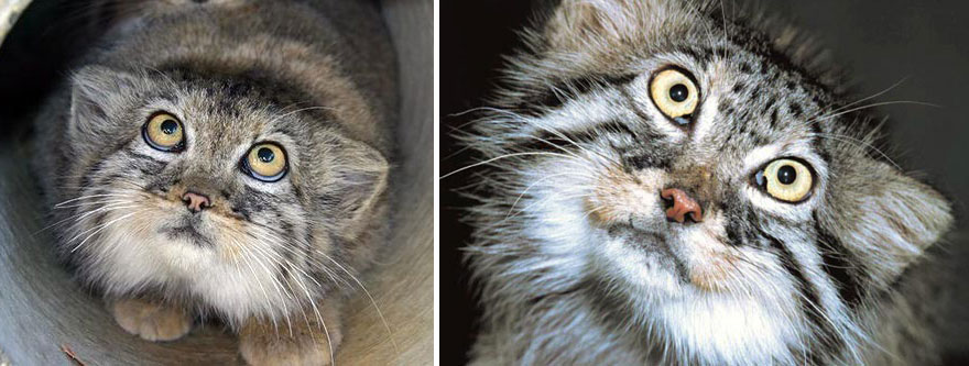 10 Pallas s  cat  expressions  you can use every day