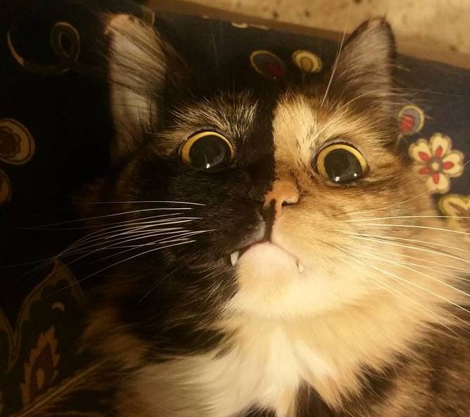 17 cats that look like little vampires