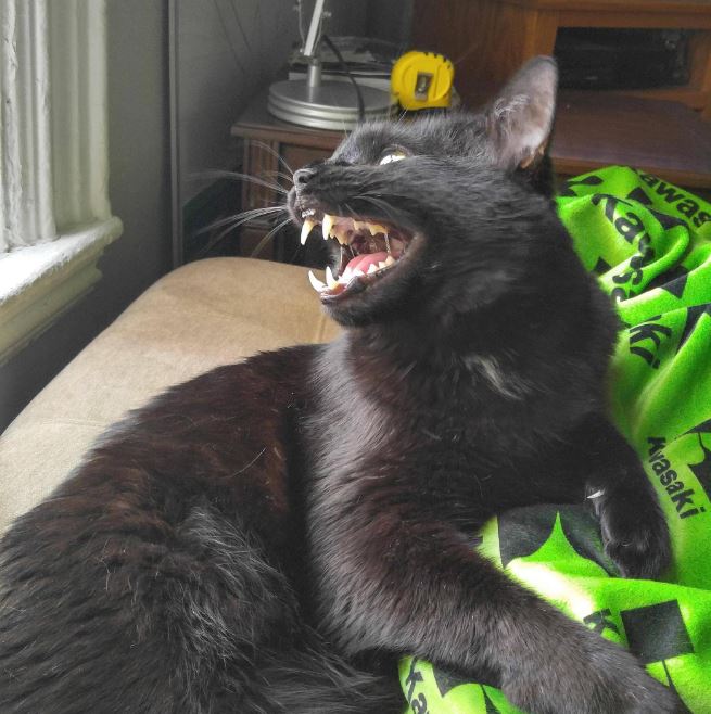 17 cats that look like little vampires