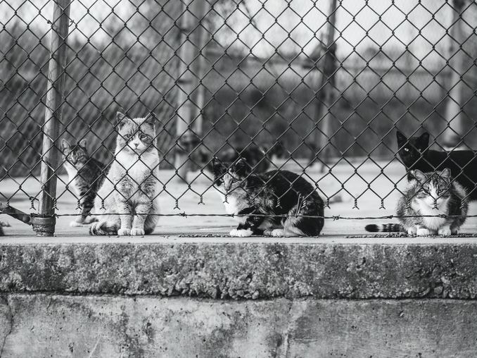 39 beautiful pictures capturing the life within a feral cat colony