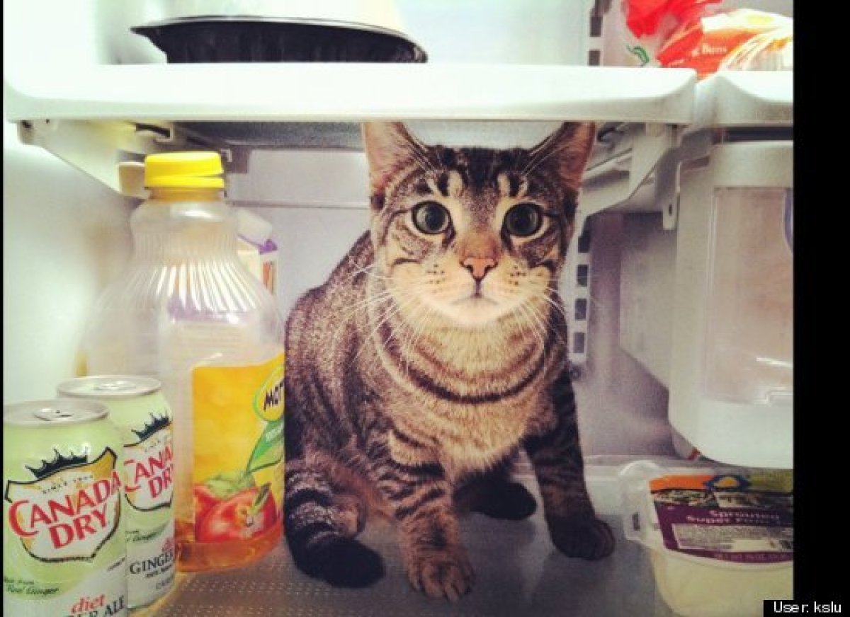 33 cats chilling in fridges to beat the summer heat