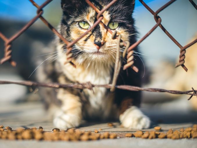 39 beautiful pictures capturing the life within a feral ...