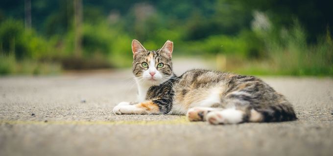 60 HQ Images Feral Cat Colony Pictures - 39 beautiful pictures capturing the life within a feral ...