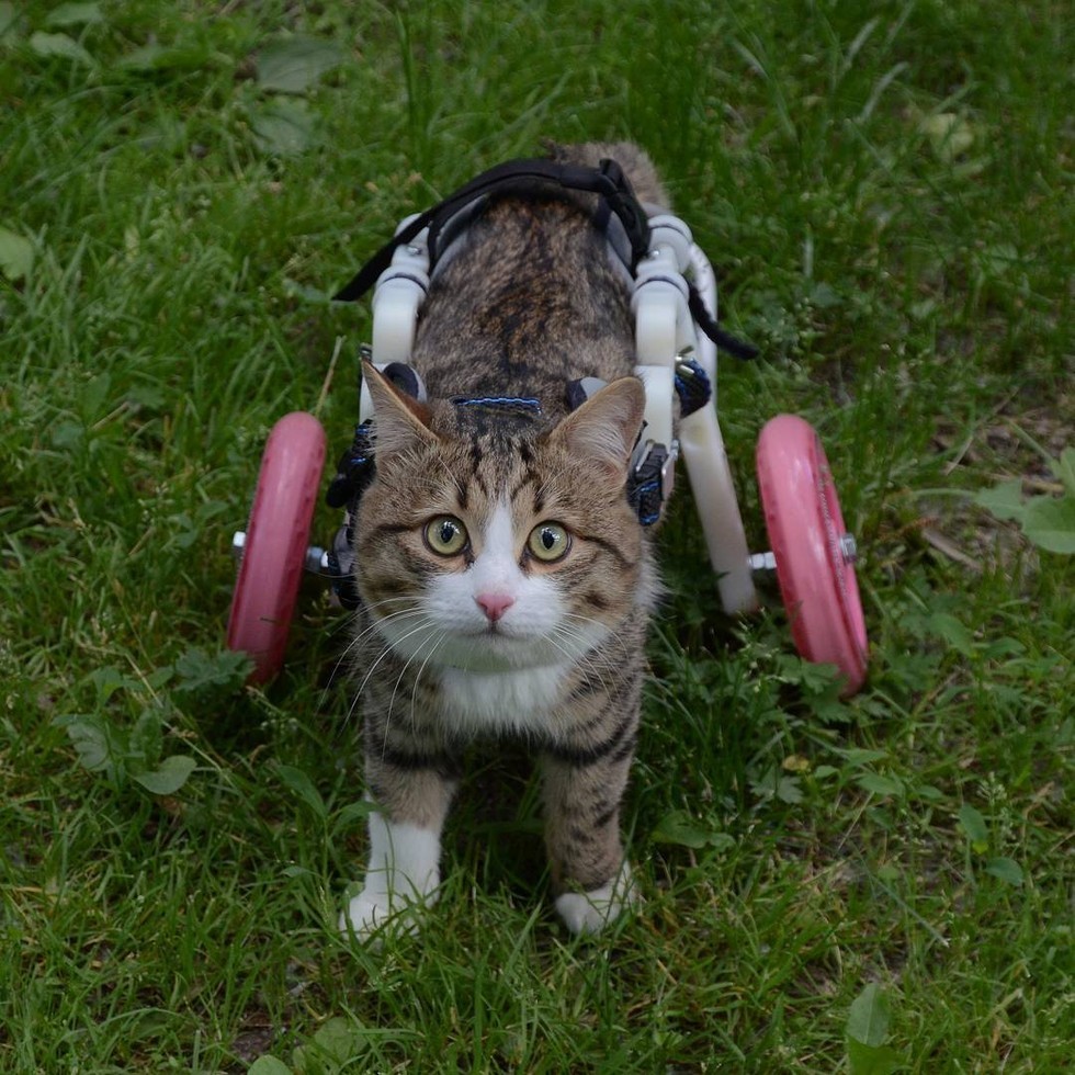 How To Care For A Cat With Paralyzed Back Legs at Ronnie Prins blog
