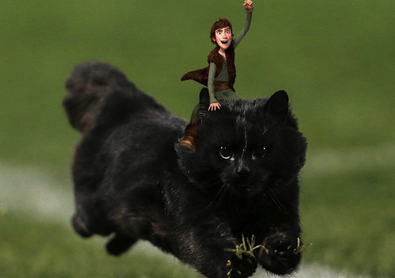 cat pictures
