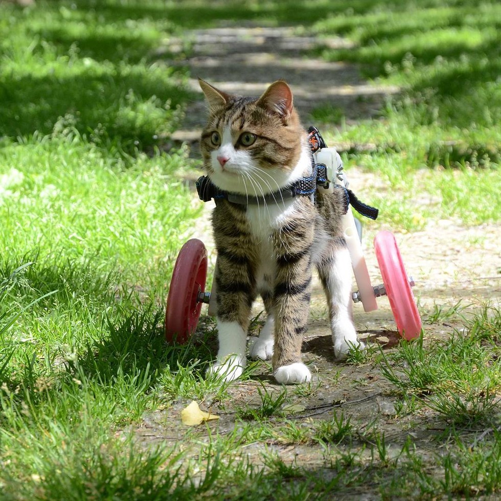Paralyzed cat is an inspiration to live life to the fullest