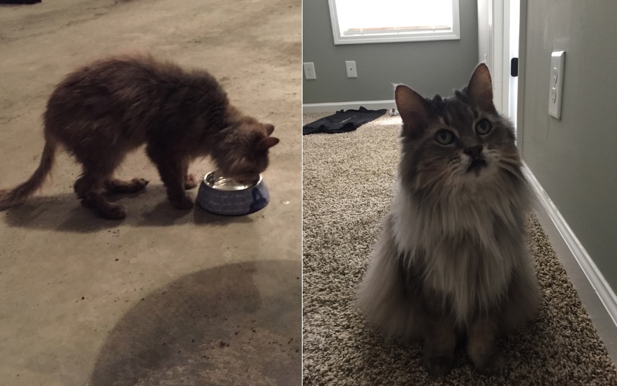 cat pictures