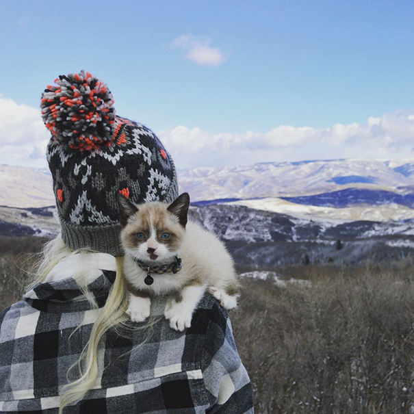 26 pictures of cats camping will inspire you to go hiking with your cat