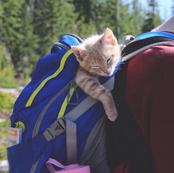 26 pictures of cats camping will inspire you to go hiking with your cat