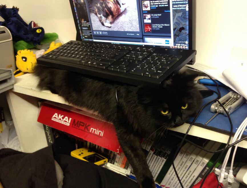 best toys for lazy cats