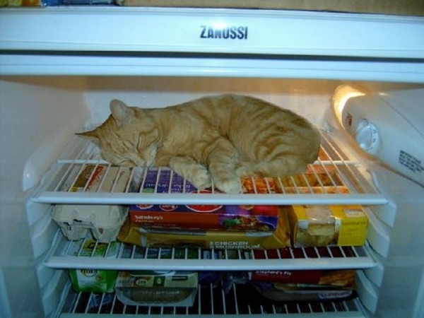 fridge24