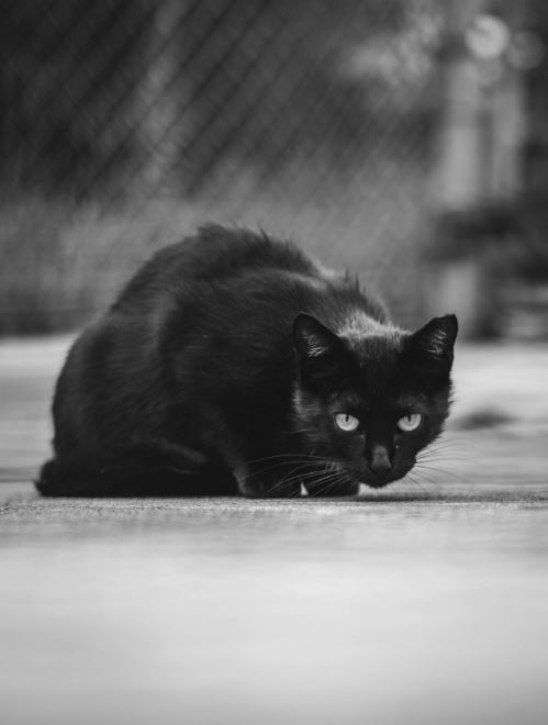 39 beautiful pictures capturing the life within a feral ...
