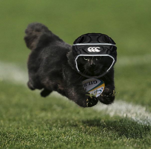 12 hilarious pics of glorious cat who interrupted a rugby game