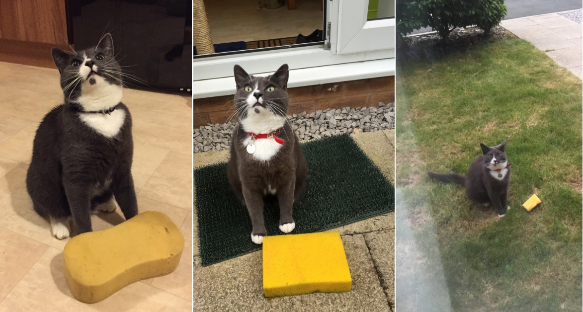 cat pictures
