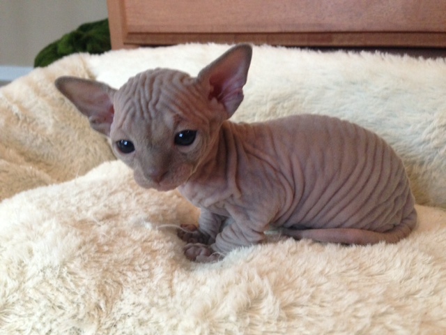 20 photos that prove hairless kittens are just adorable wrinkly aliens