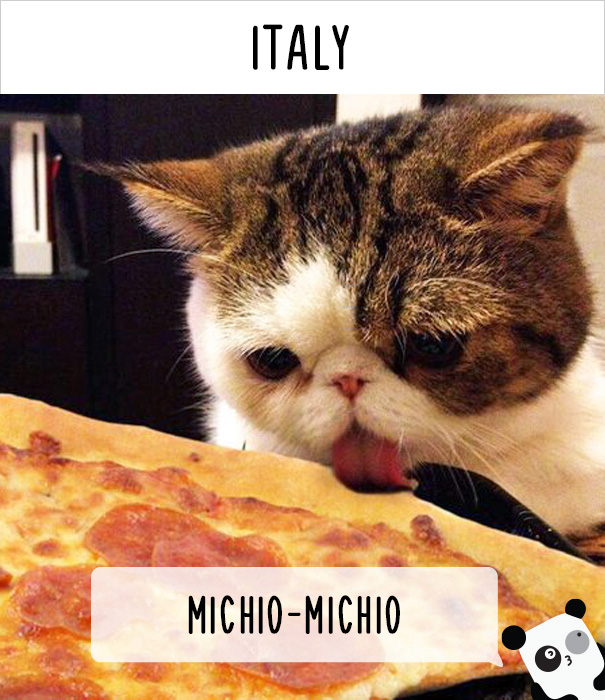 24 ways people call cats in different countries