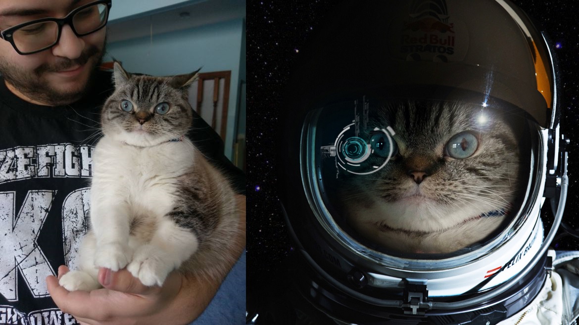 cat pictures