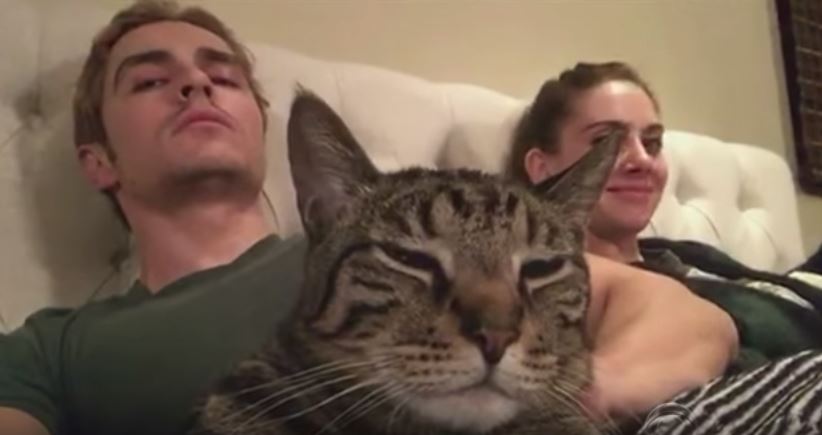 Edisi hati baek : Celebrities and their pets - Gosip Antarabangsa 