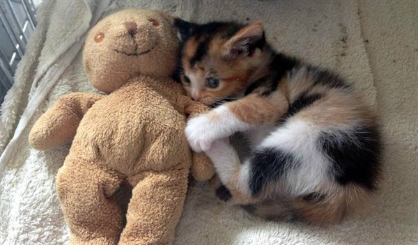 kitten and teddy bear
