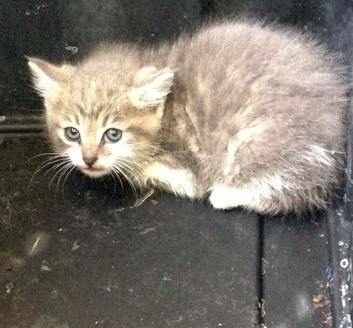 No one expected this scared feral kitten to such a loving house