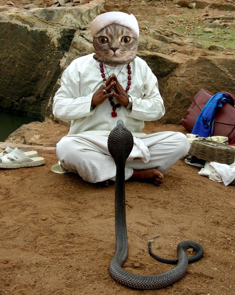 Cat wearing a towel gets photoshopped into some hilariously weird