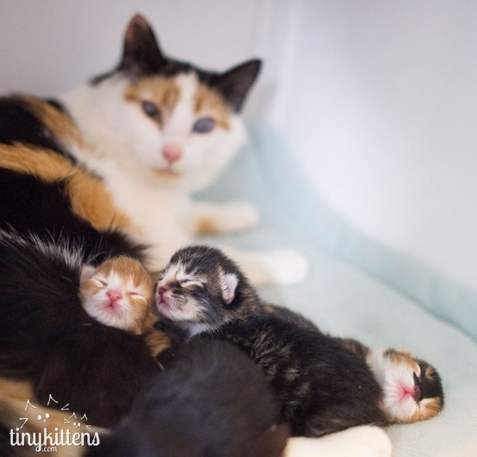 skye with her 4 adorable babies