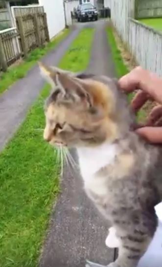 cat getting pet by mailman