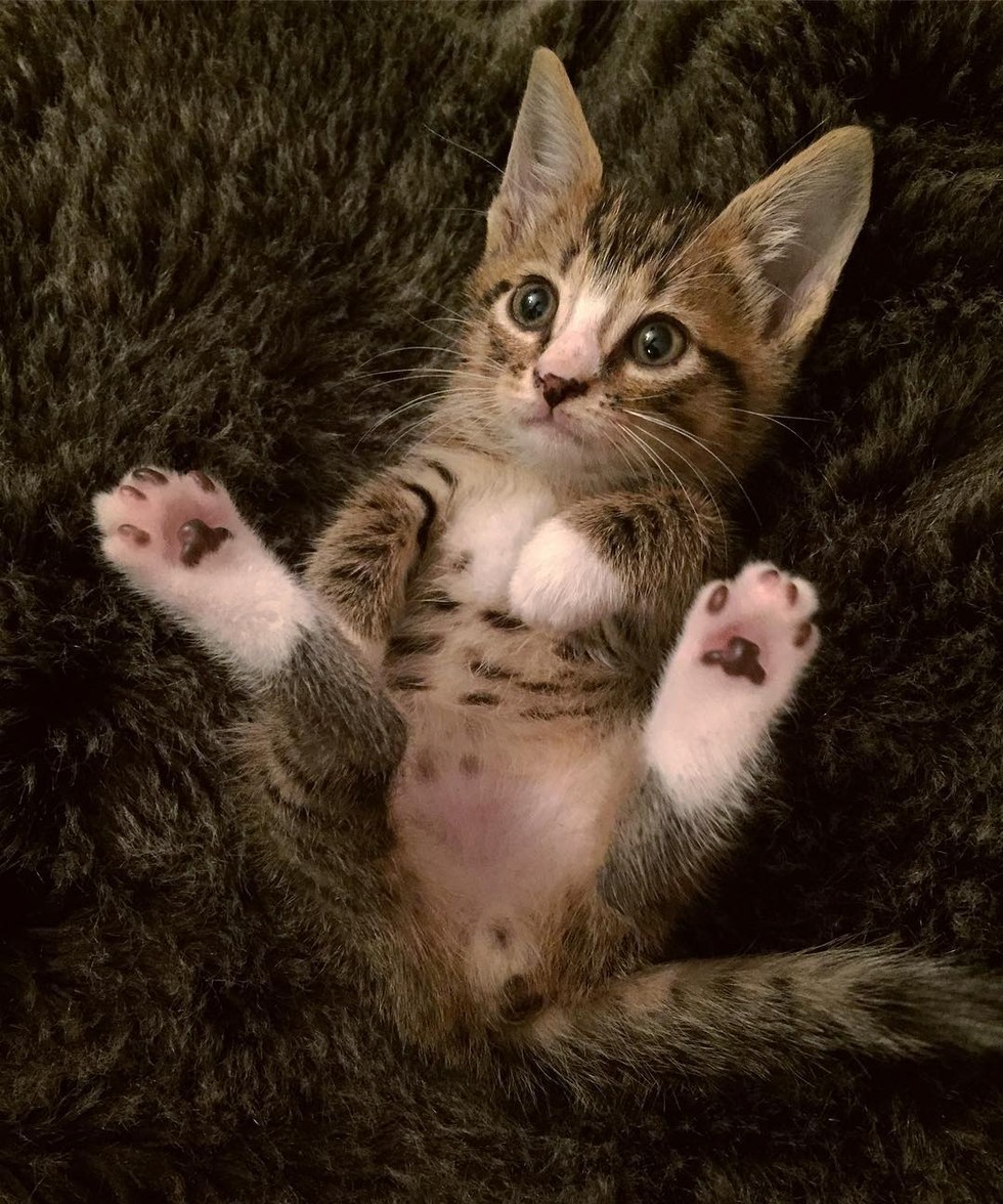 Teeny rescue kitten loves his first bath!