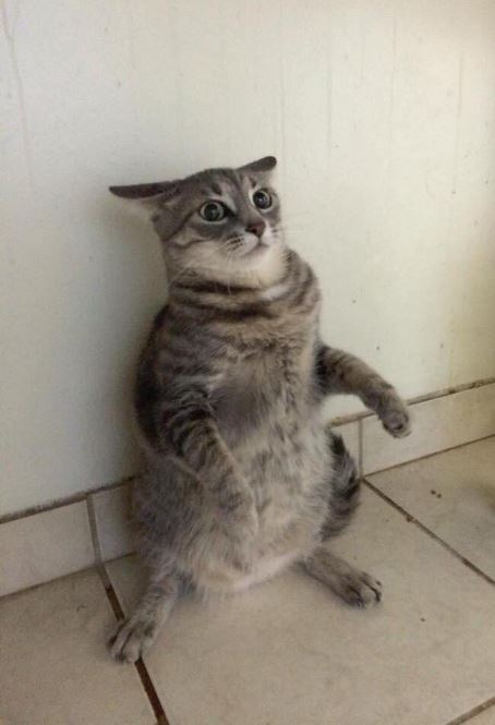 21 cats that might actually be meerkats