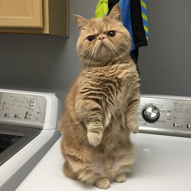 cat standing up