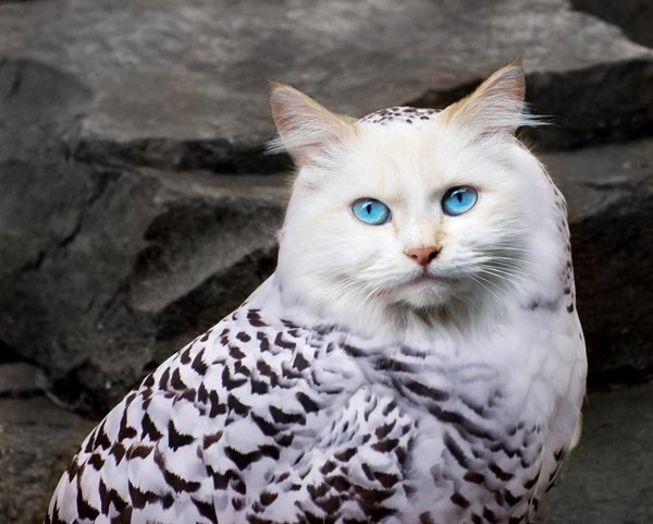 Meet the Meowls... the owl and cat hybrid the internet has graced us