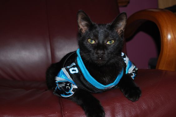 cat nfl jerseys