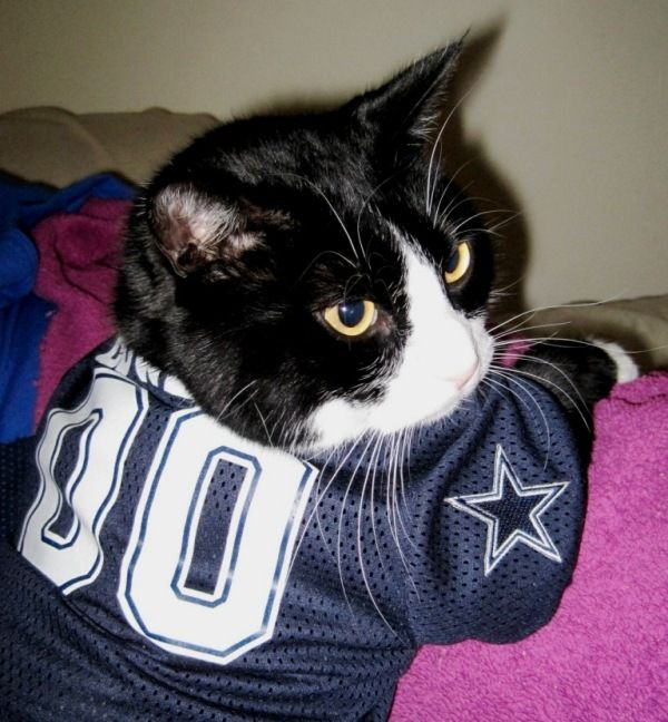 21 cats who are PUMPED for the NFL season