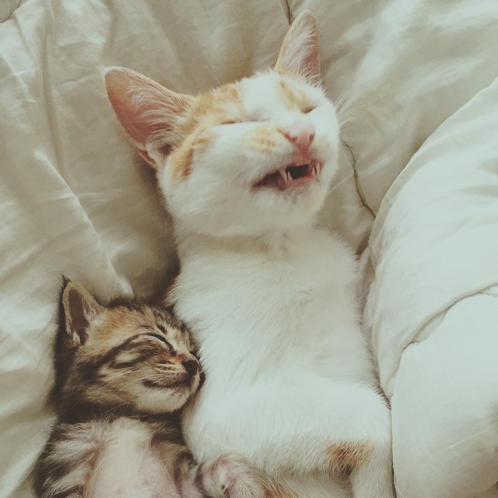 kitten and ginger sleeping together