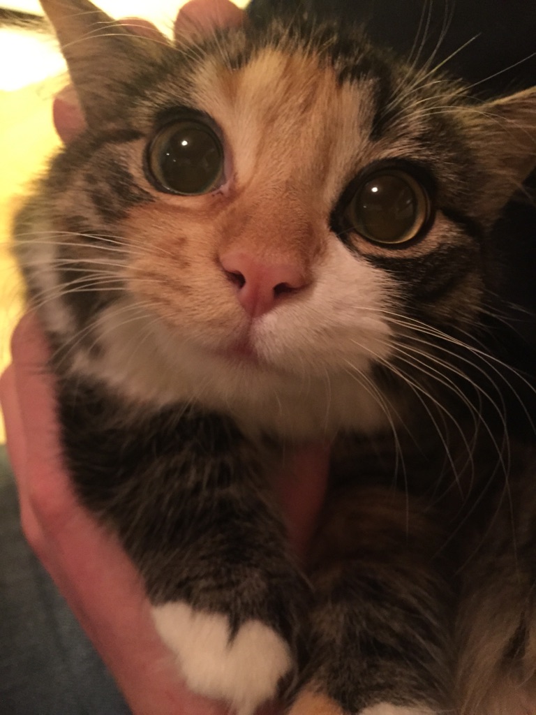 20 pictures of calicos and torties that prove they're the ...