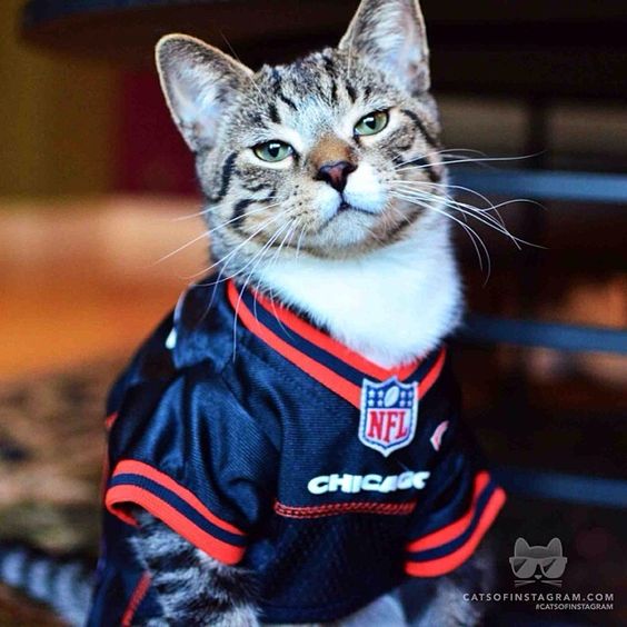 cat nfl jerseys