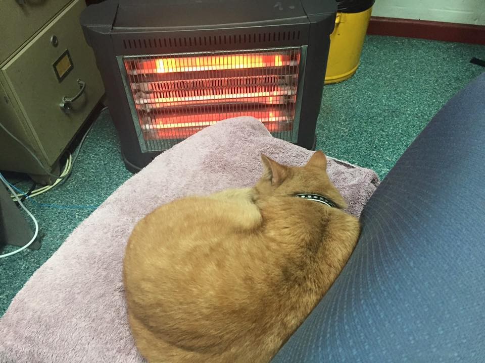 cat sleeping next to space heater
