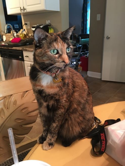 tortie cat on table