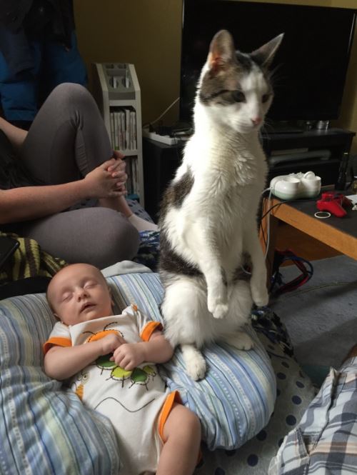 21 Cats That Might Actually Be Meerkats