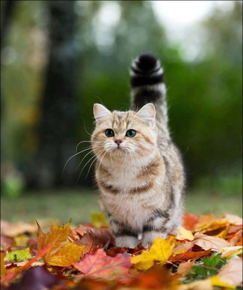 curious cat in leaves